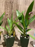 In Spike Zygonisia Snow Bird (clone) (3.5" pot) - Image 8