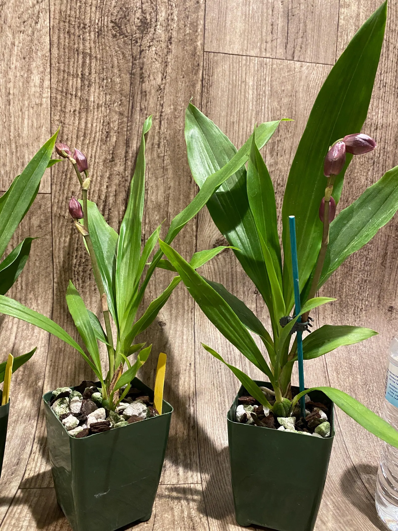 5 In Spike Zygonisia Snow Bird (clone) (3.5" pot) - Image 8