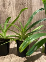 Paph. La Retraite (Paph. Prince Edward of York × Angel Hair 'K') (4” pot) - Image 5