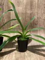 Paph. La Retraite (Paph. Prince Edward of York × Angel Hair ‘K’)