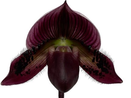 Paph. Mem. Gerhard Conrad 'Tricolor' x Paph. Hilo Rainbow 'Bold Spots'