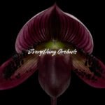 Paph. Mem. Gerhard Conrad 'Tricolor' x Paph. Hilo Rainbow 'Bold Spots'