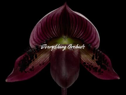 Paph. Mem. Gerhard Conrad 'Tricolor' x Paph. Hilo Rainbow 'Bold Spots'