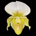 In Spike Paphiopedilum QF Cherokee Mountaineer × charlesworthii fma. alba