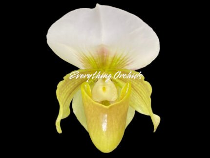 In Spike Paphiopedilum QF Cherokee Mountaineer × charlesworthii fma. alba