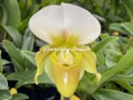 In Spike Paphiopedilum QF Cherokee Mountaineer × charlesworthii fma. alba