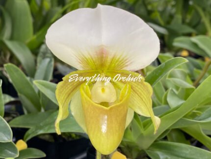 In Spike Paphiopedilum QF Cherokee Mountaineer × charlesworthii fma. alba
