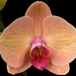 Phalaenopsis Younghome Golden Leopard