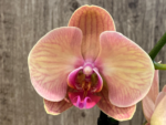 Phalaenopsis Younghome Golden Leopard