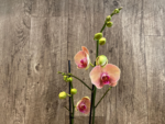 Double Spikes Phalaenopsis Younghome Golden Leopard (4.5" pot) - Image 3