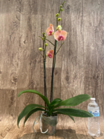 Double Spikes Phalaenopsis Younghome Golden Leopard (4.5" pot) - Image 4