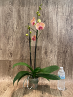 Double Spikes Phalaenopsis Younghome Golden Leopard (4.5" pot) - Image 5