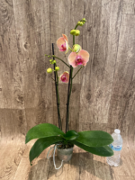 Double Spikes Phalaenopsis Younghome Golden Leopard (4.5" pot) - Image 6