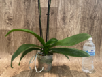 Double Spikes Phalaenopsis Younghome Golden Leopard (4.5" pot) - Image 7