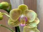 Double Spikes Phalaenopsis Little Cutie (3.5” pot) - Image 3