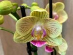 Double Spikes Phalaenopsis Little Cutie (3.5” pot) - Image 4