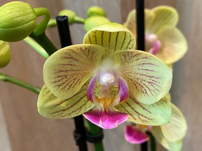 Double Spikes Phalaenopsis Little Cutie (3.5” pot) - Image 4