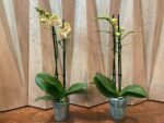 Double Spikes Phalaenopsis Little Cutie (3.5” pot) - Image 5