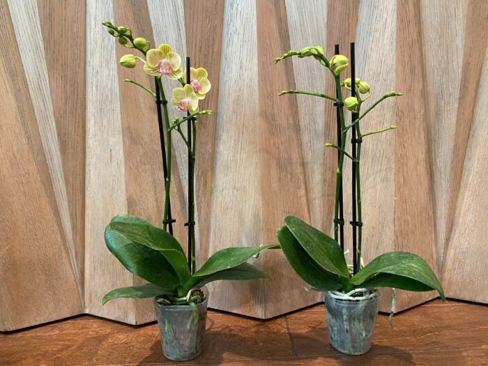 Double Spikes Phalaenopsis Little Cutie (3.5” pot) - Image 5