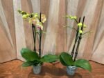 Double Spikes Phalaenopsis Little Cutie (3.5” pot) - Image 6