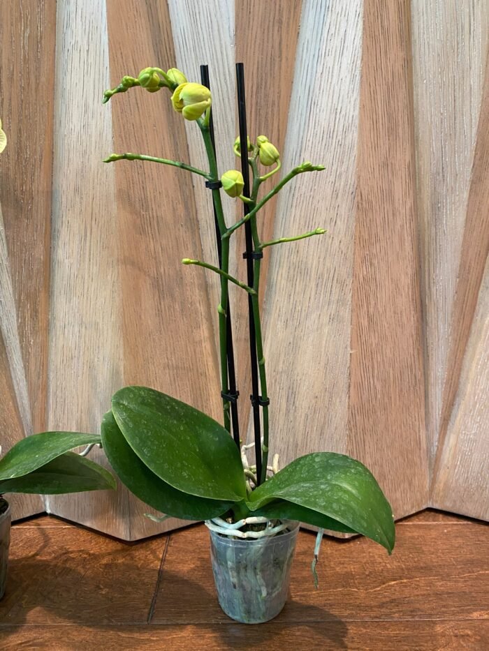 Double Spikes Phalaenopsis Little Cutie (3.5” pot) - Image 7
