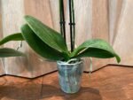 Double Spikes Phalaenopsis Little Cutie (3.5” pot) - Image 9