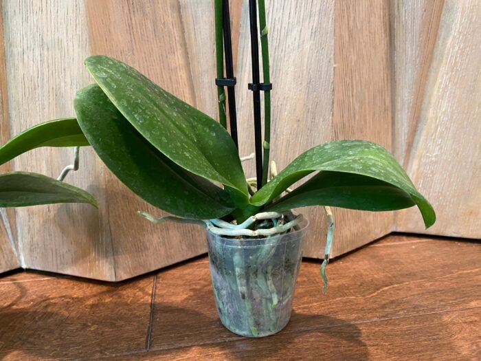 Double Spikes Phalaenopsis Little Cutie (3.5” pot) - Image 9