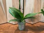 Double Spikes Phalaenopsis Little Cutie (3.5” pot) - Image 10