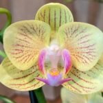 Double Spikes Phalaenopsis Little Cutie (3.5” pot)