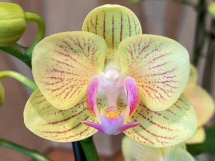 Double Spikes Phalaenopsis Little Cutie (3.5” pot)