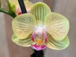 Double Spikes Phalaenopsis Little Cutie (3.5” pot) - Image 2
