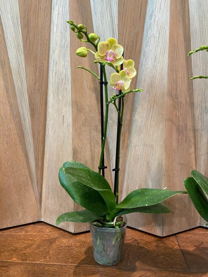 Double Spikes Phalaenopsis Little Cutie (3.5” pot) - Image 8