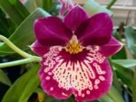 Double Spikes Miltoniopsis Edie Brown (3.5" Pot)