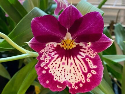 Double Spikes Miltoniopsis Edie Brown (3.5" Pot)