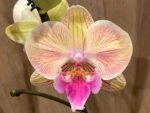Phalaenopsis Lioulin Smart Lip (4.5" pot) - Image 3