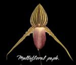 Paphiopedilum Shin-Yi Williams (William Ambler x rothschildianum ‘Black Bird’) (4.5” Pot)