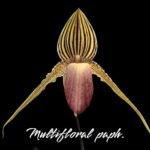 Paphiopedilum Shin-Yi Williams (William Ambler x rothschildianum ‘Black Bird’) (4.5” Pot)