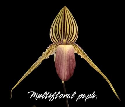 Paphiopedilum Shin-Yi Williams (William Ambler x rothschildianum ‘Black Bird’) (4.5” Pot)