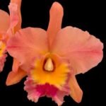 Pot. Jessie Lee ’Hawaii’ (Pot. Hawaiian Thrill x Blc. Toshie Aoki) (3.5” pot)