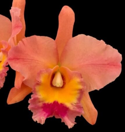 Pot. Jessie Lee ’Hawaii’ (Pot. Hawaiian Thrill x Blc. Toshie Aoki) (3.5” pot)