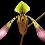 Paph. lowii ‘Star Trek’ AQ/AOS x self (3.5” pot)