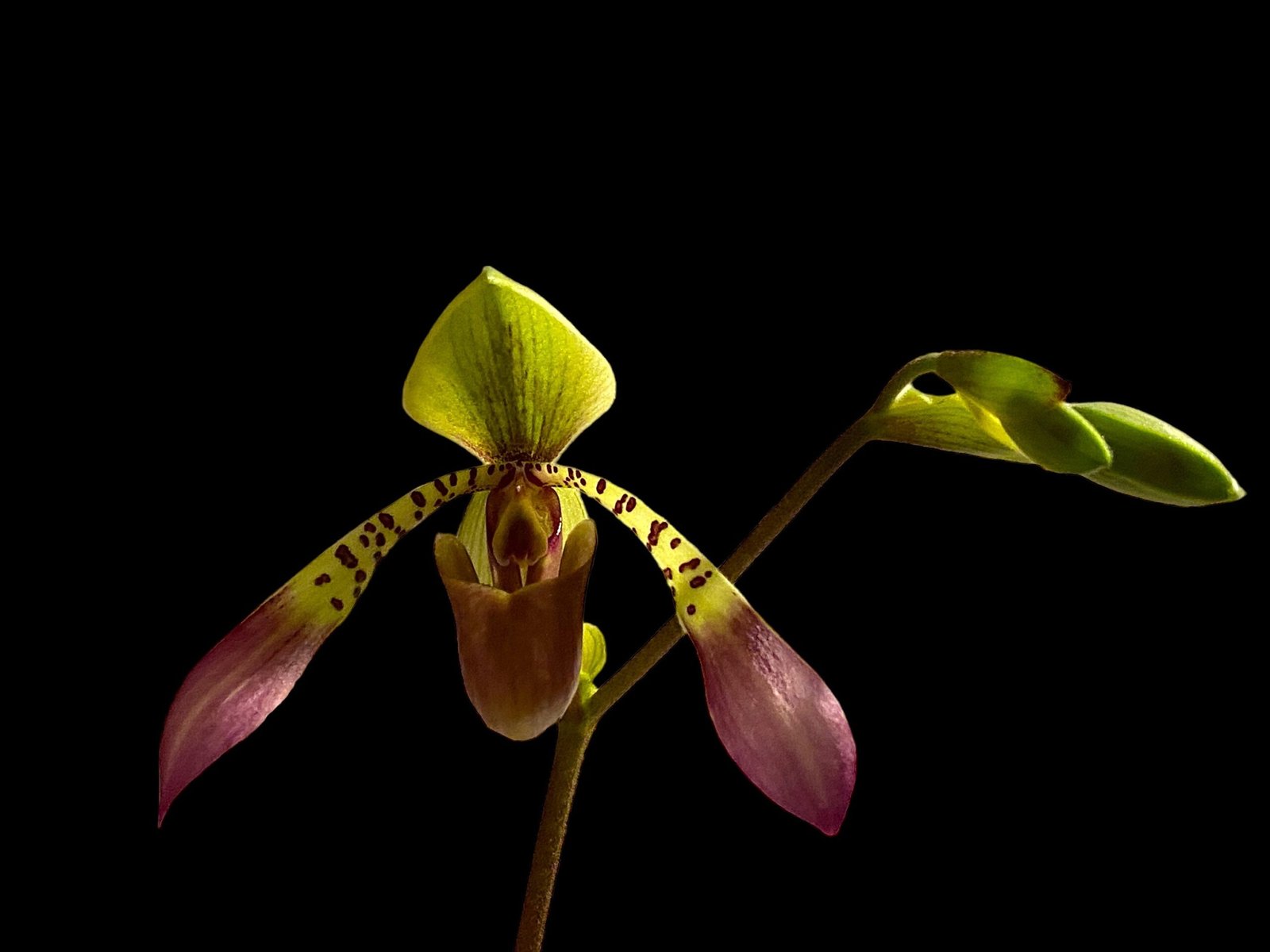 il_fullxfull.6020712963_drkl.jpg Paph. lowii ‘Star Trek’ AQ/AOS x self (3.5” pot) - Image 2