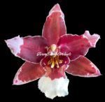 Double Spikes Oncidium Martin Leather 'Berrylicious' (3.5” pot) - Image 2