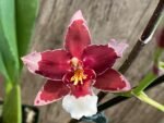 Double Spikes Oncidium Martin Leather 'Berrylicious' (3.5” pot) - Image 4
