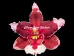 Double Spikes Oncidium Martin Leather 'Berrylicious' (3.5” pot)