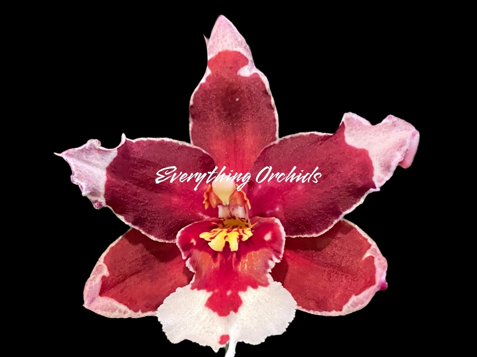 il_fullxfull.6286001266_q25f.jpg Double Spikes Oncidium Martin Leather 'Berrylicious' (3.5” pot) - Image 1