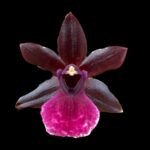 Quadruple Spikes Pptm. La Jolla Delight HOF AM/AOS Compact (3.5" pot)
