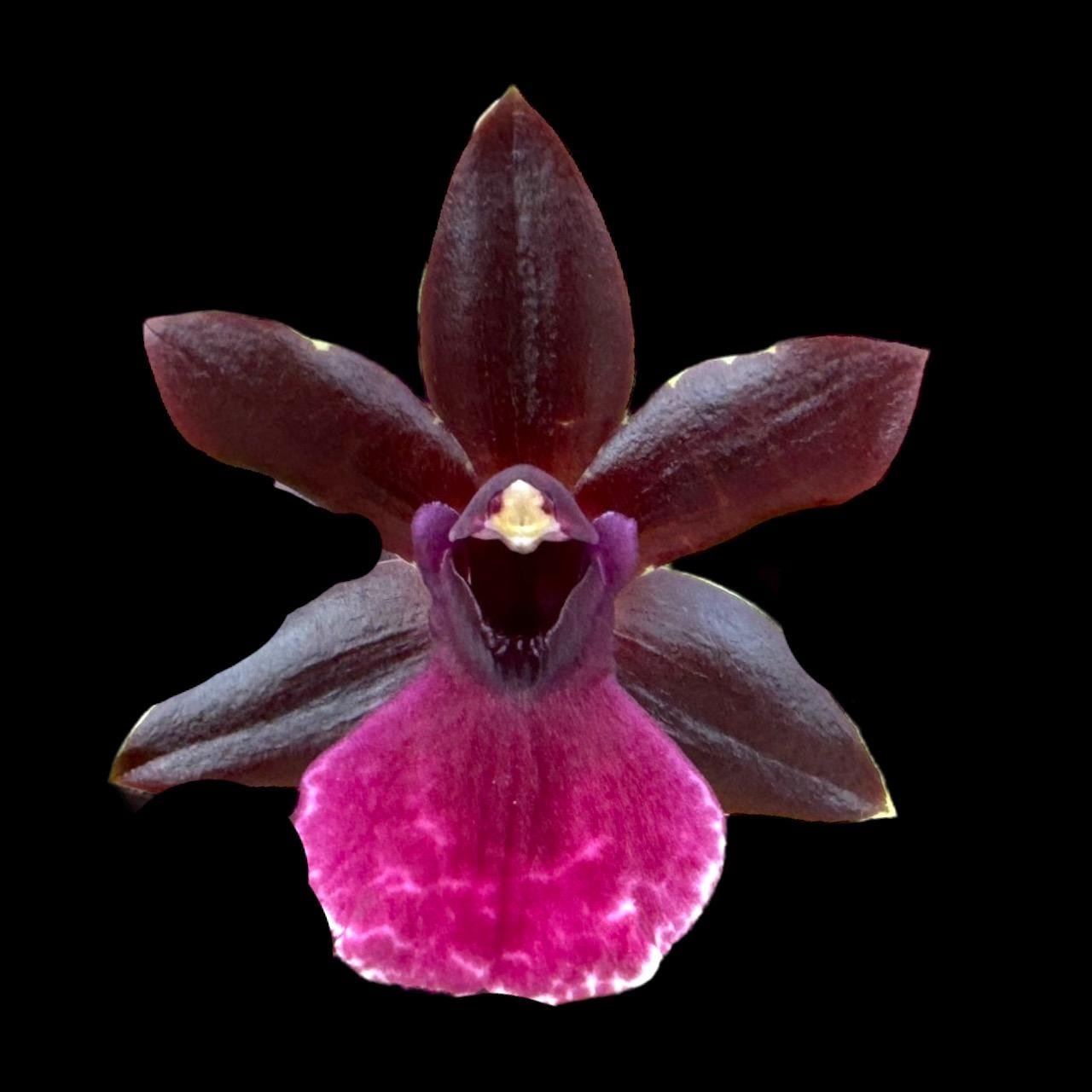 il_fullxfull.6315498281_qeoj.jpg Quadruple Spikes Pptm. La Jolla Delight HOF AM/AOS Compact (3.5" pot) - Image 1