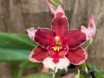 Double Spikes Oncidium Martin Leather 'Berrylicious' (3.5” pot) - Image 3