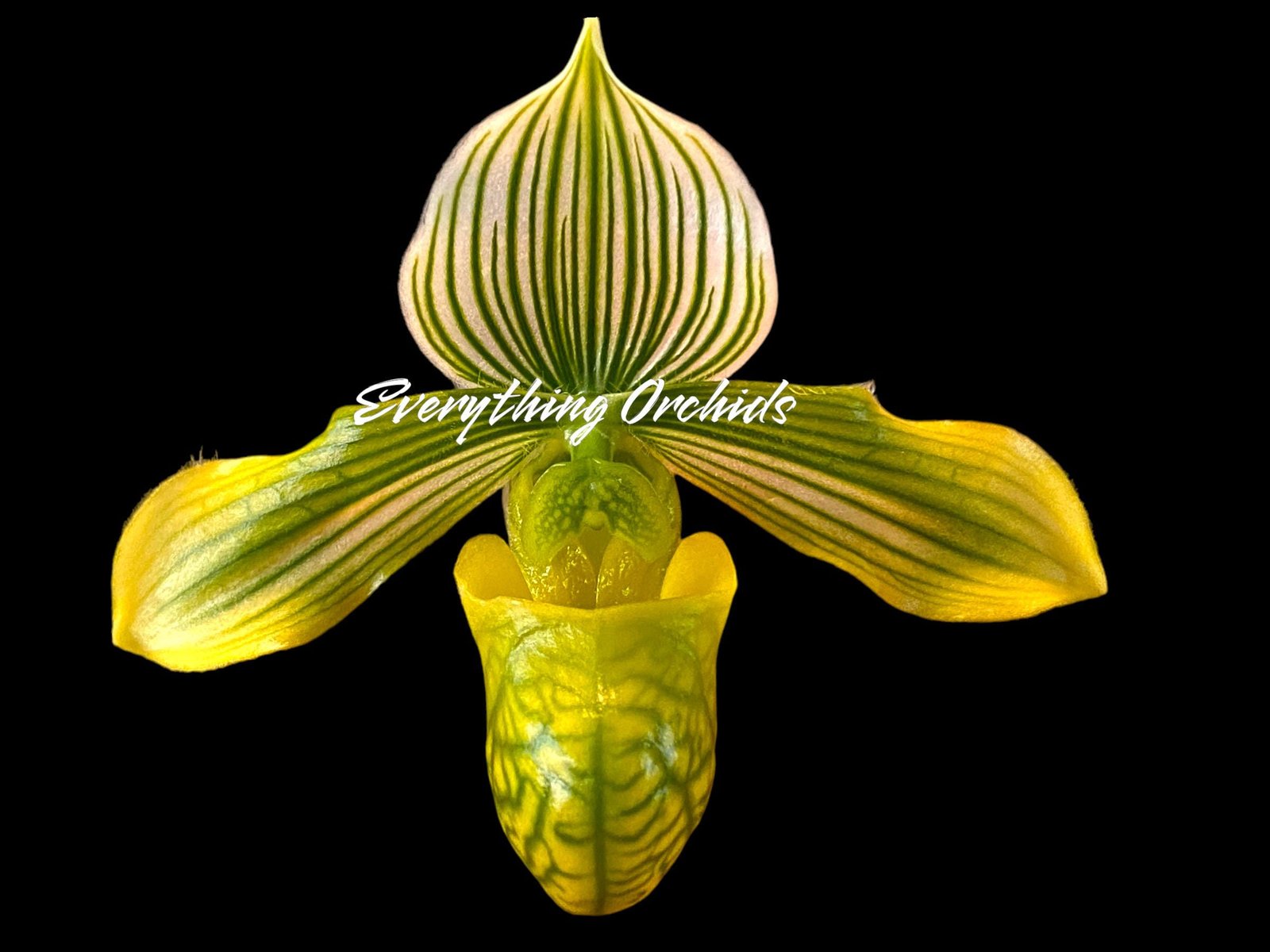 il_fullxfull.6456197296_544l.jpg Paphiopedilum venustum album Blooming Size (2” pot) - Image 2